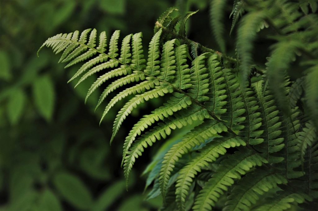 green, fern, flora, plants, botany, rainforest, jungle, forest, in the forest, nature, the smell of, green leaves, ferns, forests, undergrowth, leaf, green things, growth, lush